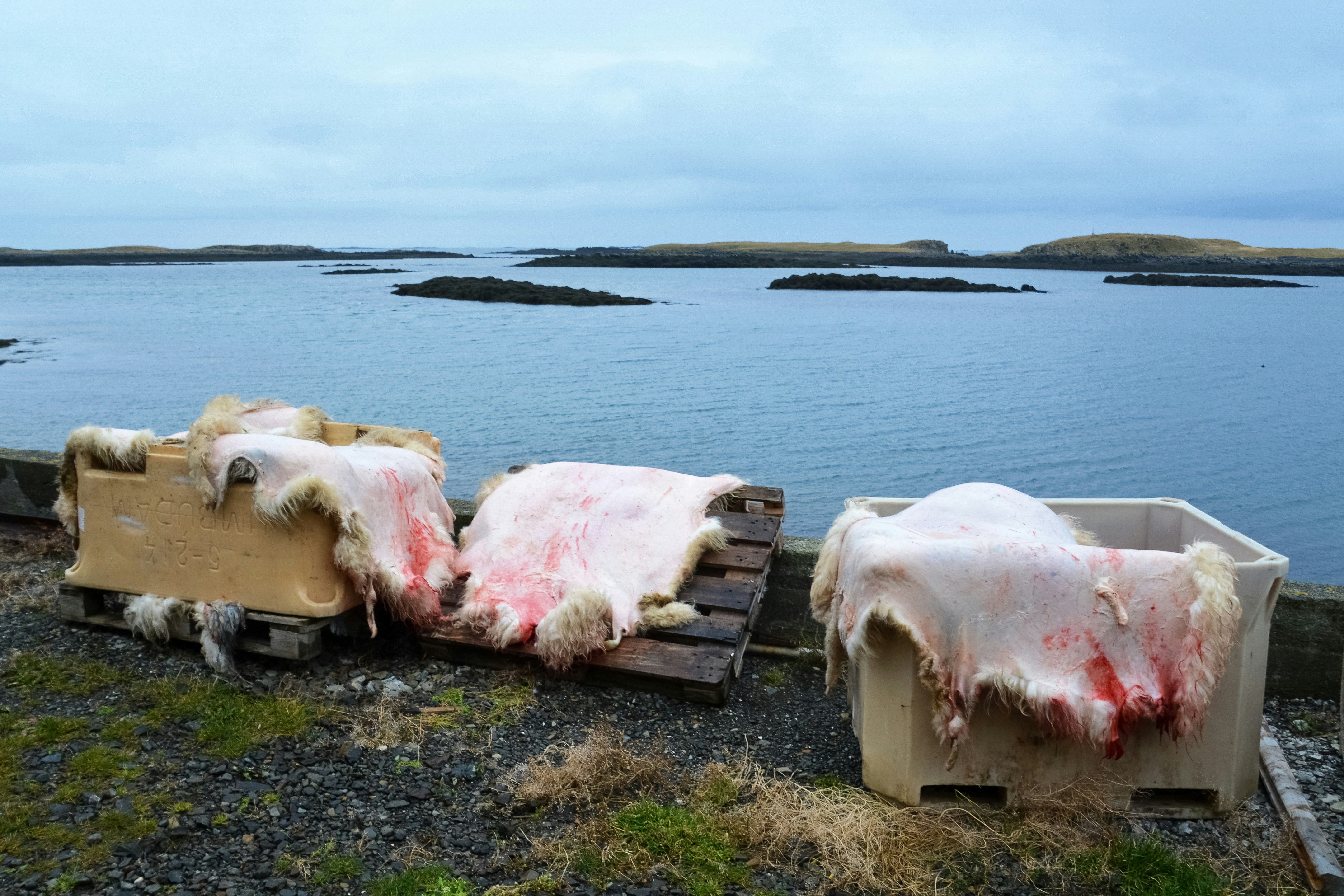 white and pink horse figurine on brown wooden table near body of water during daytime